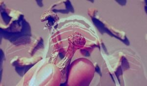 Where to buy Magic Mushrooms